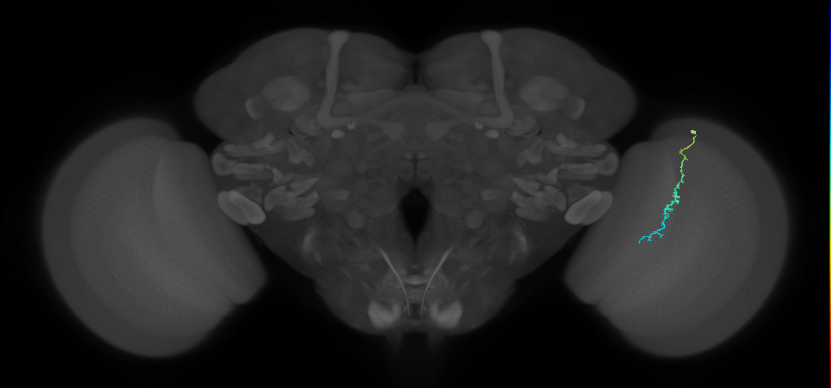 Dm3c_R (MaleCNS:155129)