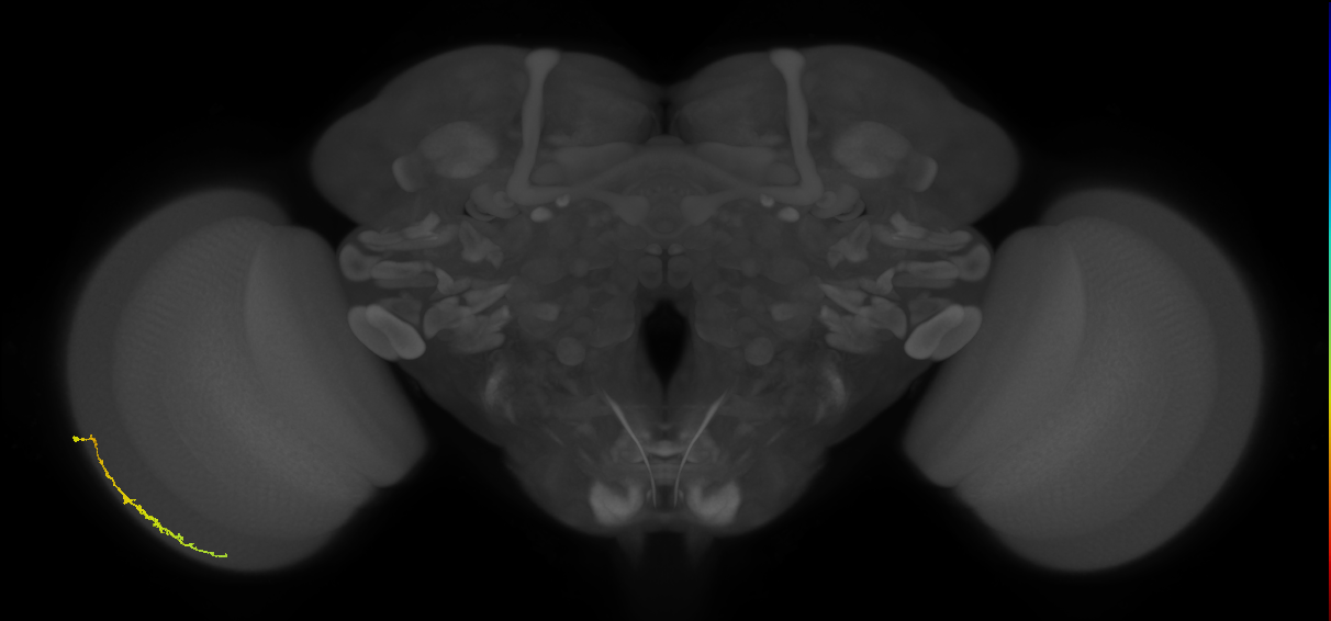 Dm3c_L (MaleCNS:513957)
