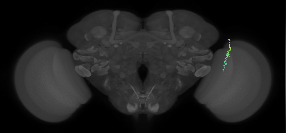 Dm3c_R (MaleCNS:146884)