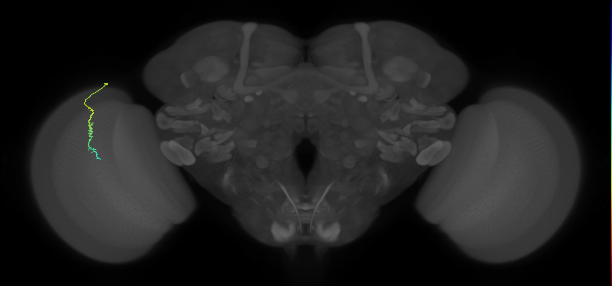 Dm3c_L (MaleCNS:208438)