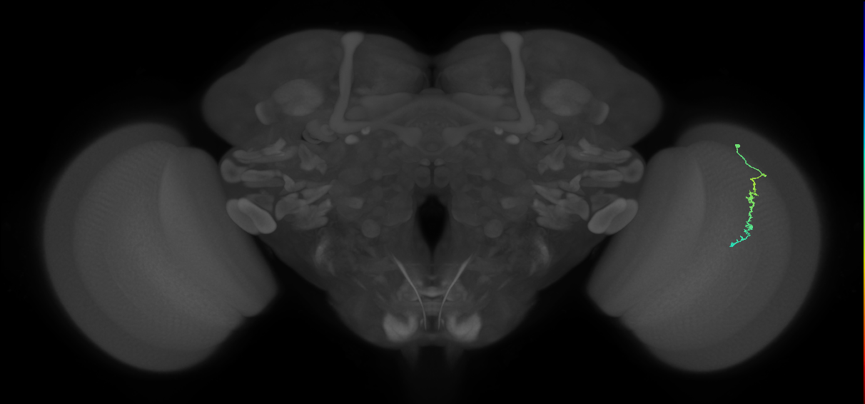 Dm3c_R (MaleCNS:135998)