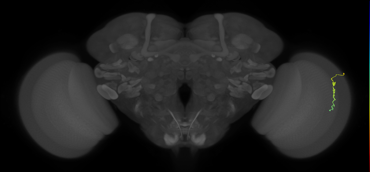 Dm3c_R (MaleCNS:147946)