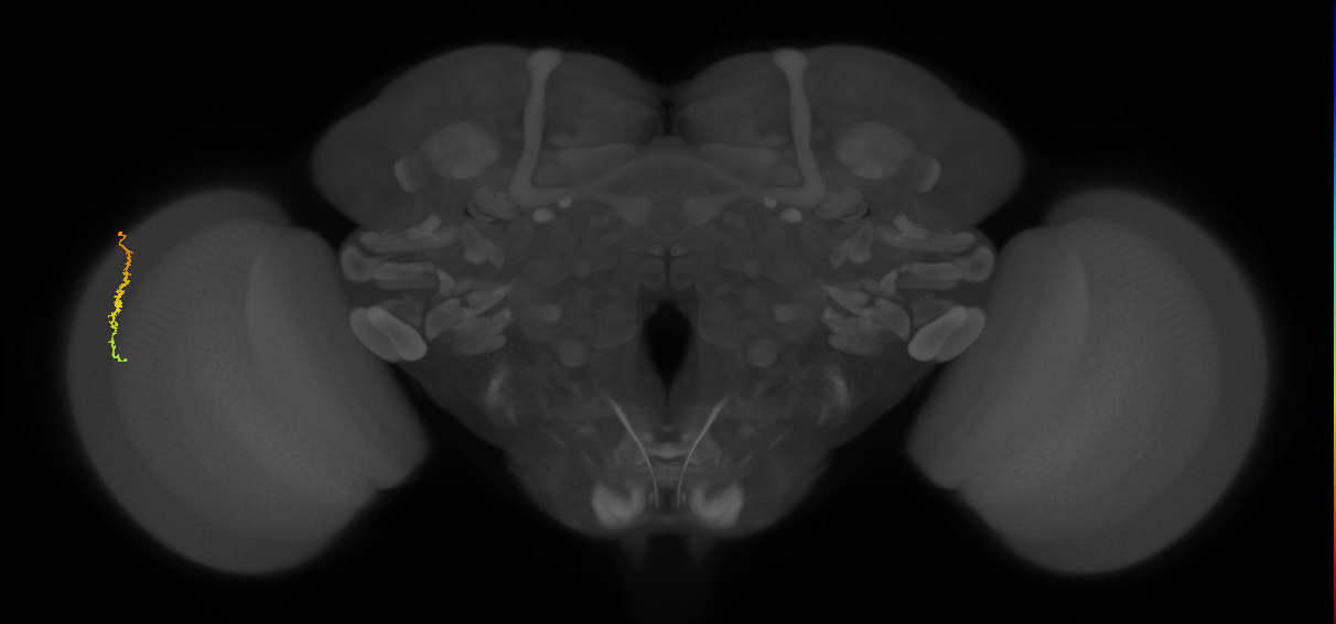 Dm3c_L (MaleCNS:545269)