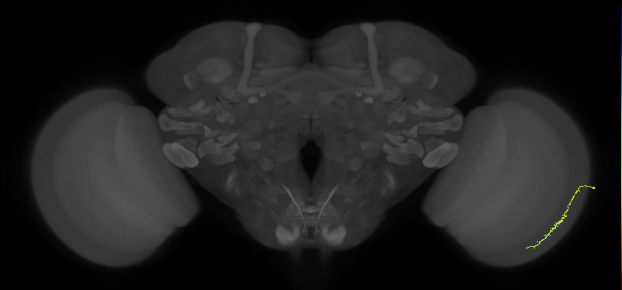 Dm3c_R (MaleCNS:155647)
