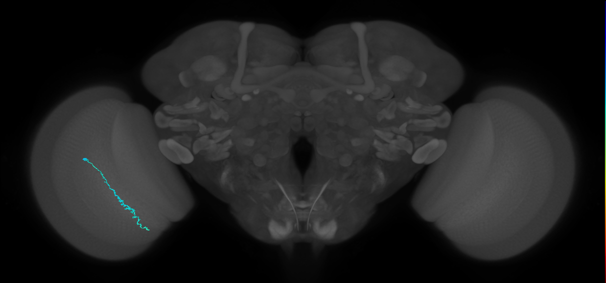Dm3c_L (MaleCNS:581006)