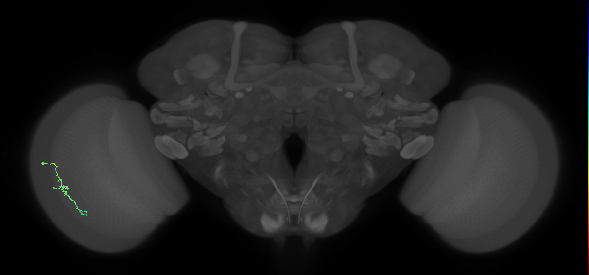 Dm3c_L (MaleCNS:170370)