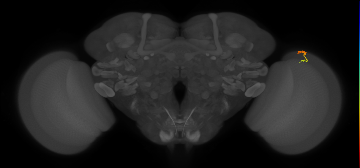 Dm3c_R (MaleCNS:135094)