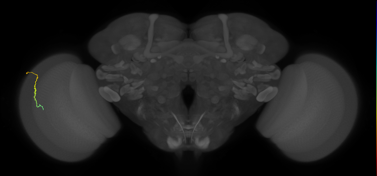 Dm3c_L (MaleCNS:539104)