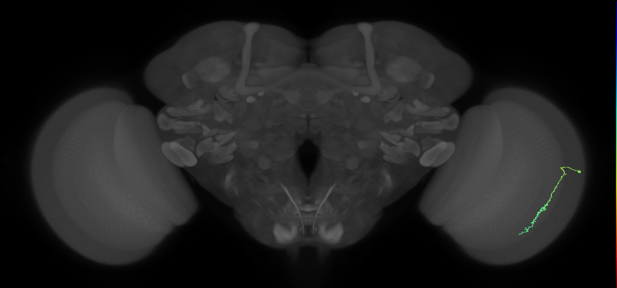 Dm3c_R (MaleCNS:129719)
