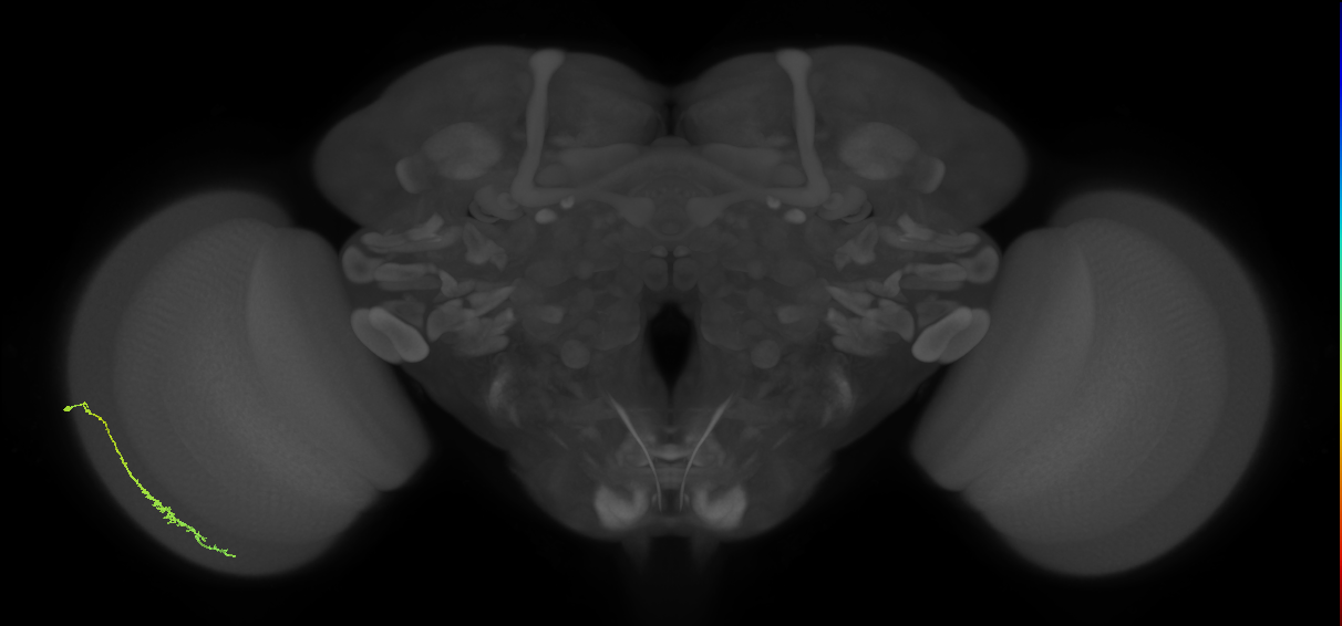 Dm3c_L (MaleCNS:535558)