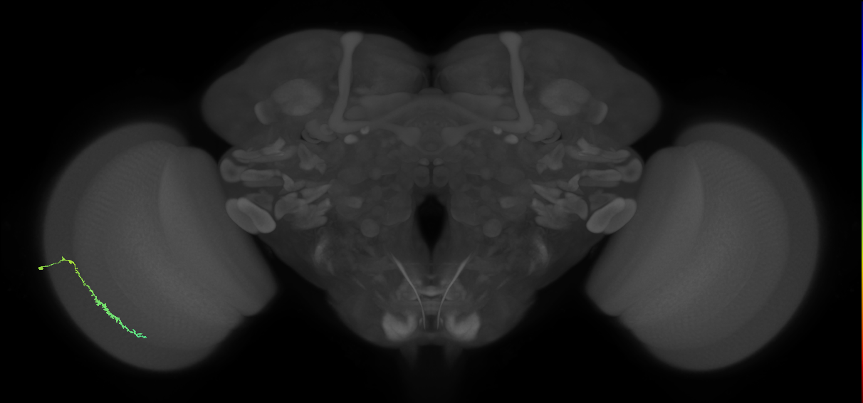 Dm3c_L (MaleCNS:532018)
