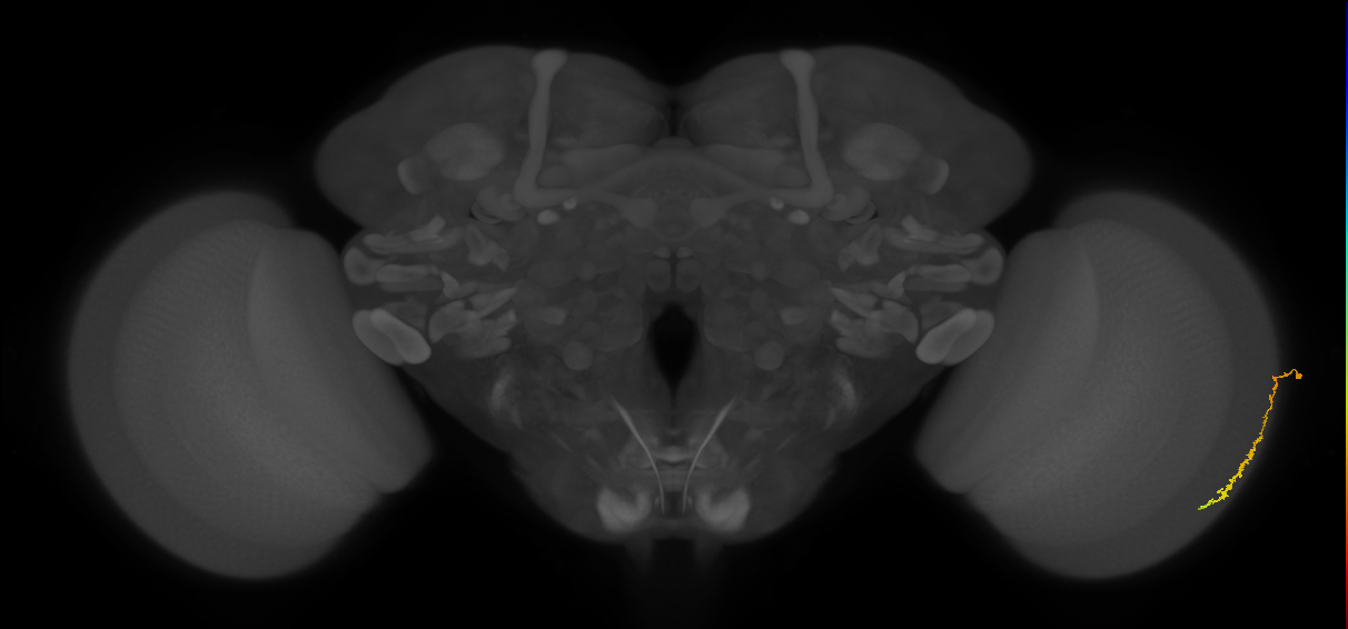 Dm3c_R (MaleCNS:39682)