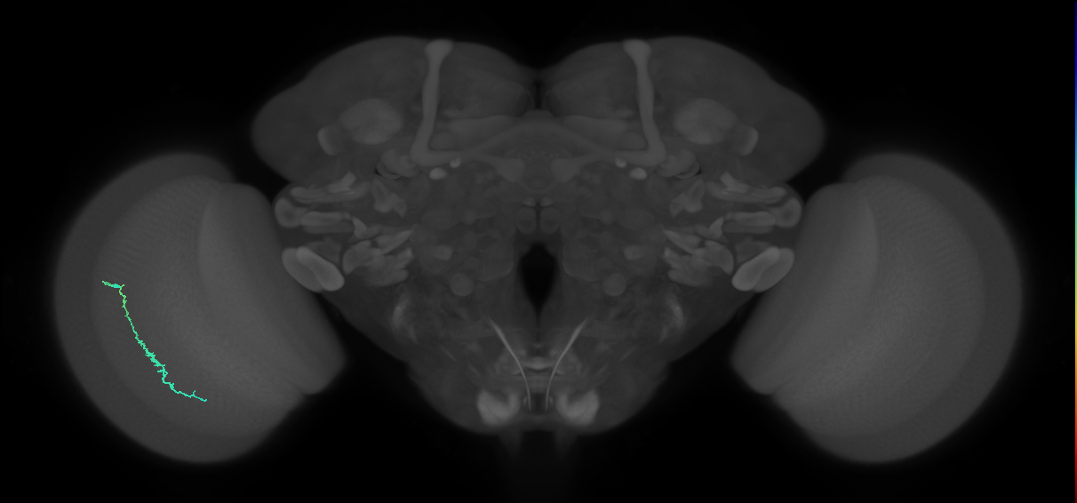 Dm3c_L (MaleCNS:525637)