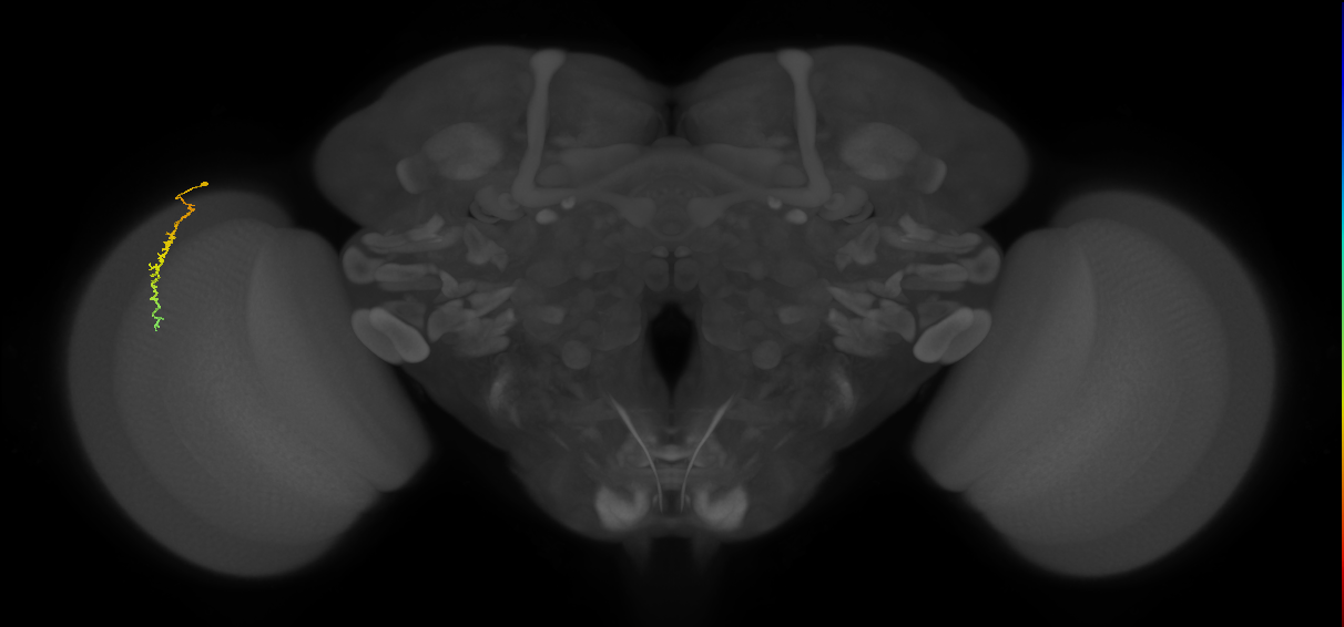 Dm3c_L (MaleCNS:529913)