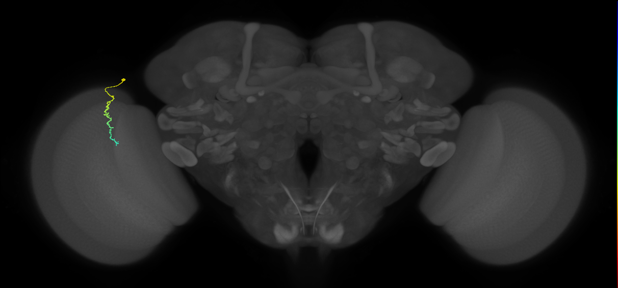 Dm3c_L (MaleCNS:155988)