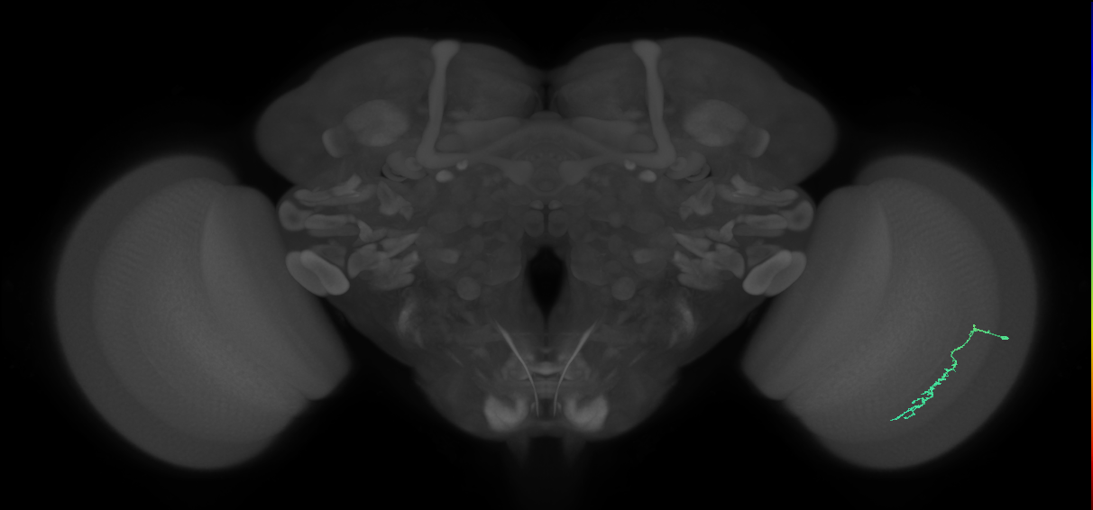 Dm3c_R (MaleCNS:137910)