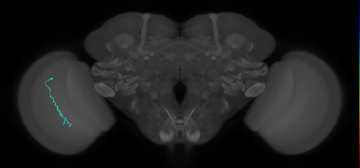 Dm3c_L (MaleCNS:562289)