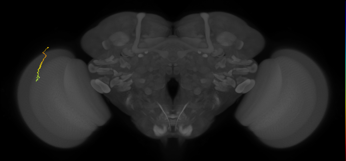 Dm3c_L (MaleCNS:553156)