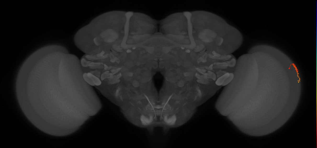 Dm3c_R (MaleCNS:140494)