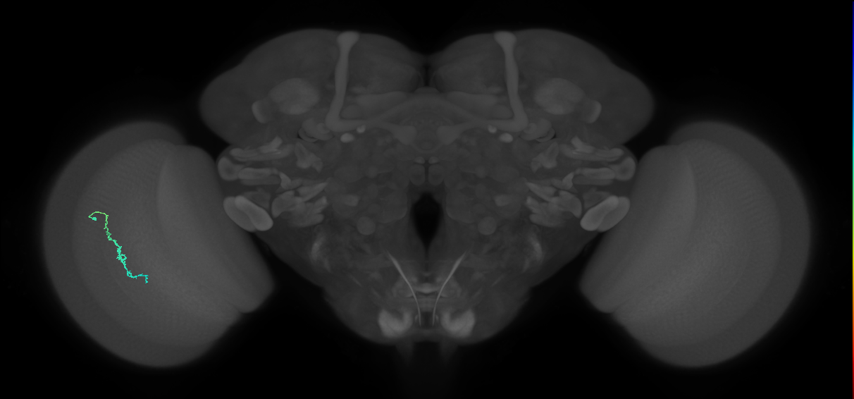 Dm3c_L (MaleCNS:144541)