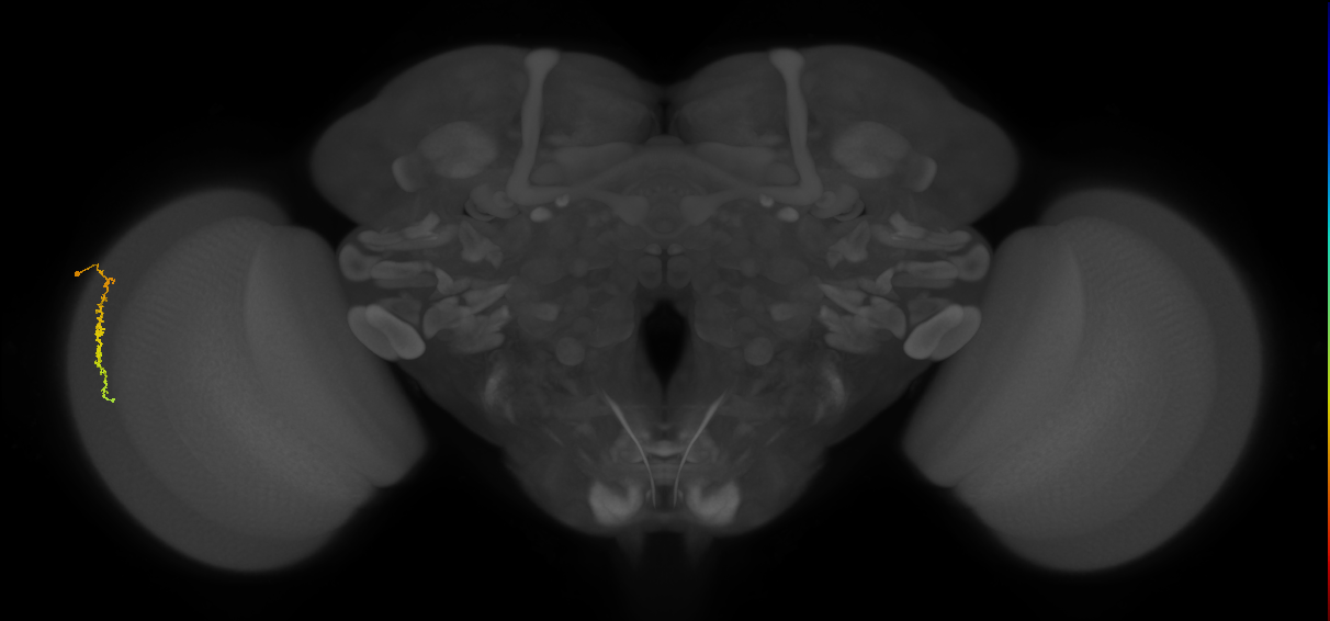 Dm3c_L (MaleCNS:552301)