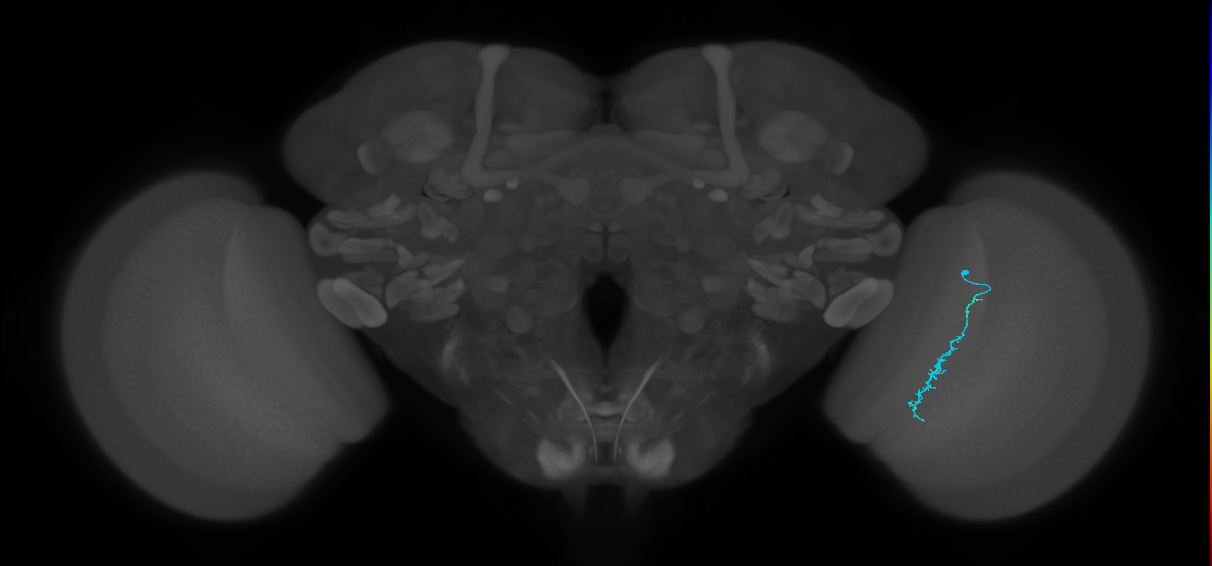 Dm3c_R (MaleCNS:163759)