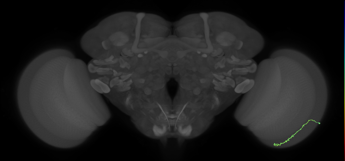 Dm3c_R (MaleCNS:125979)