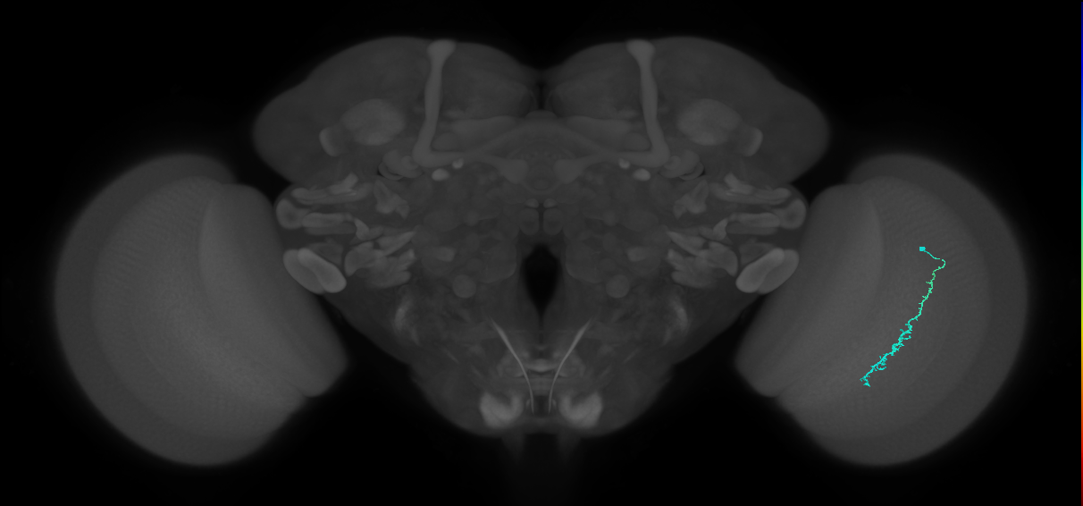 Dm3c_R (MaleCNS:179491)