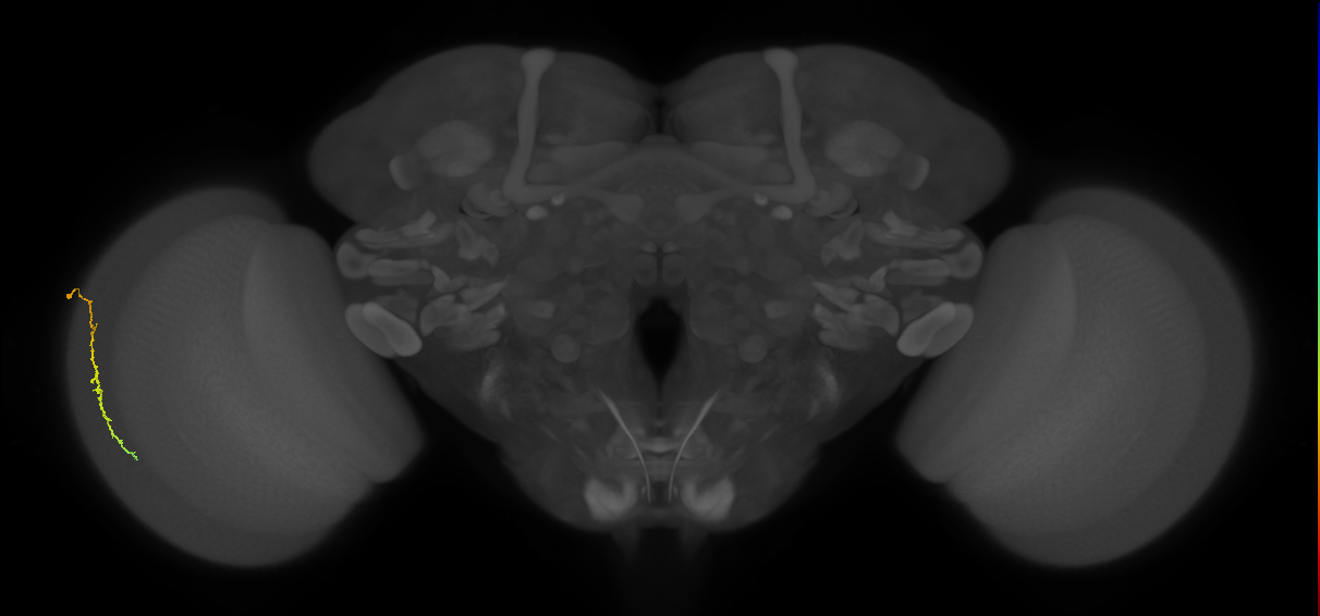 Dm3c_L (MaleCNS:126562)