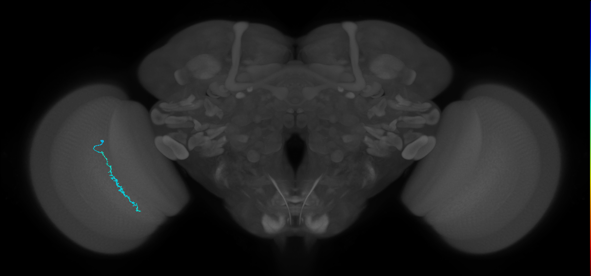 Dm3c_L (MaleCNS:525334)