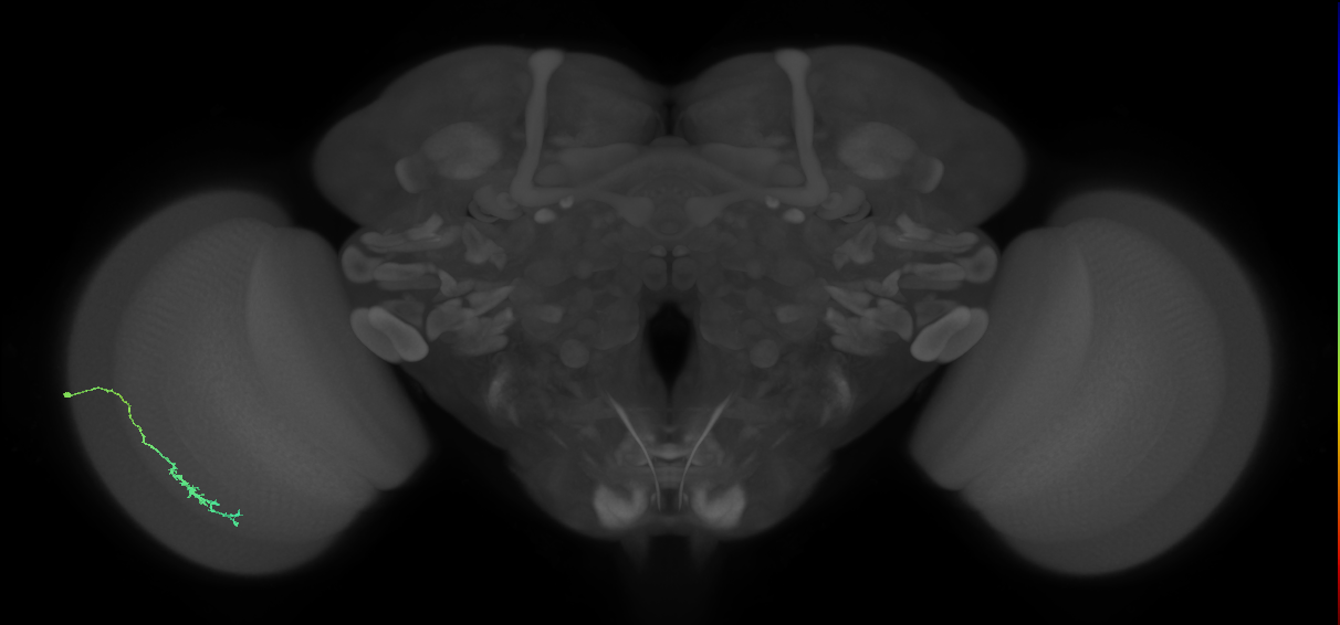 Dm3c_L (MaleCNS:532913)