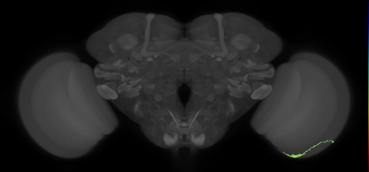 Dm3c_R (MaleCNS:110313)