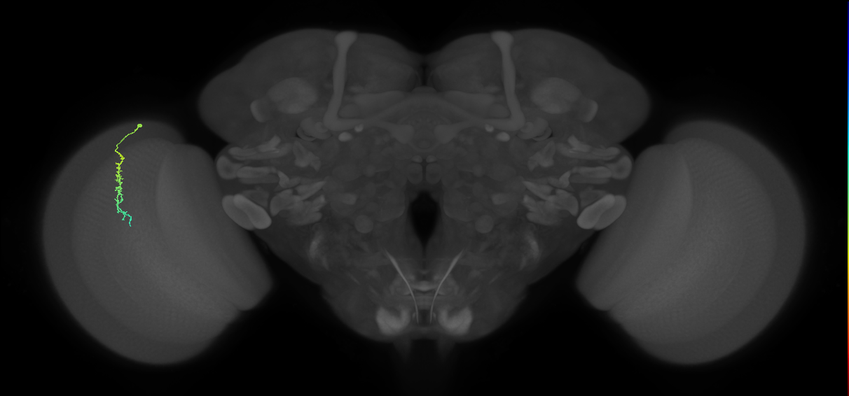 Dm3c_L (MaleCNS:145064)