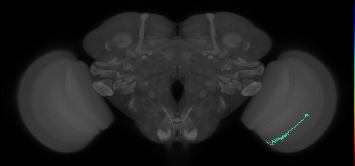 Dm3c_R (MaleCNS:103404)