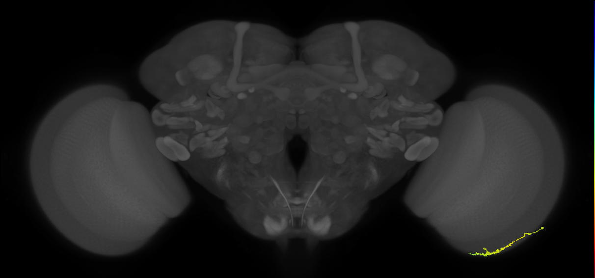 Dm3c_R (MaleCNS:99713)