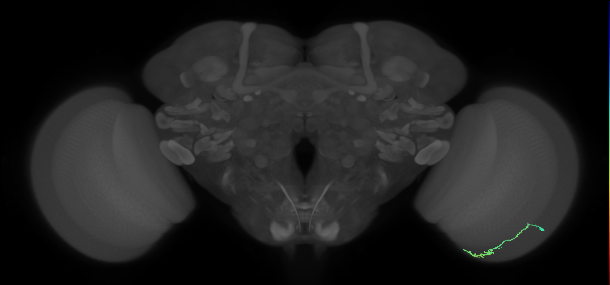 Dm3c_R (MaleCNS:115531)
