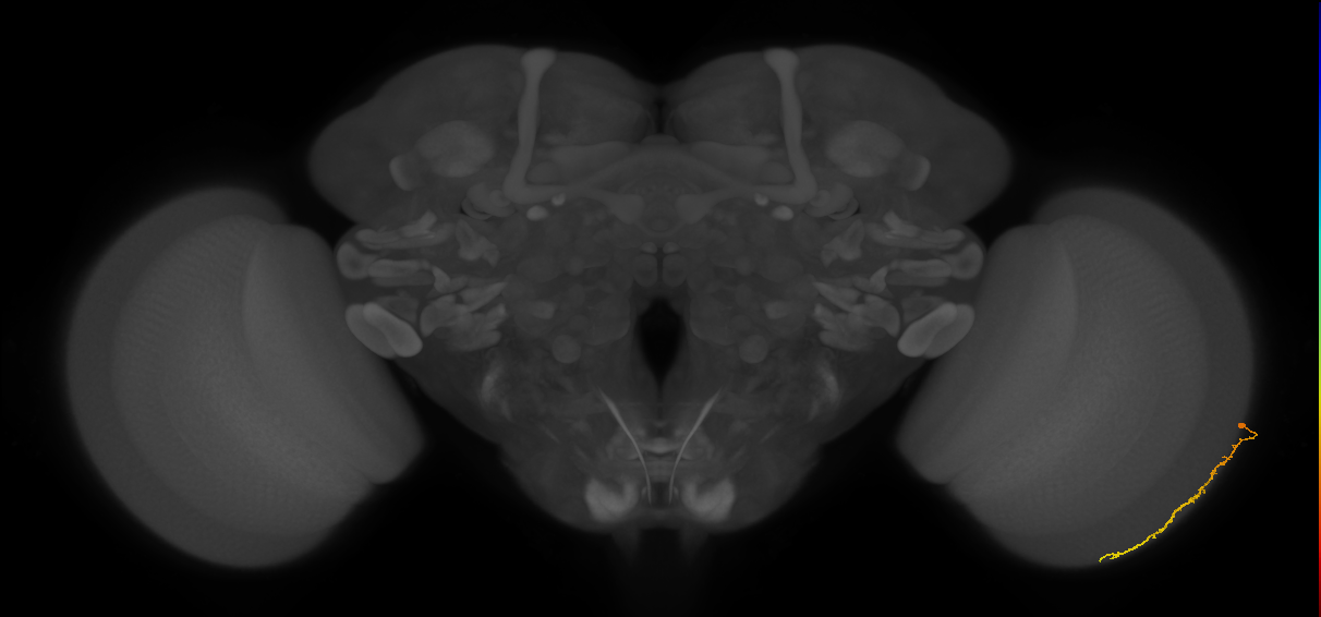 Dm3c_R (MaleCNS:128874)