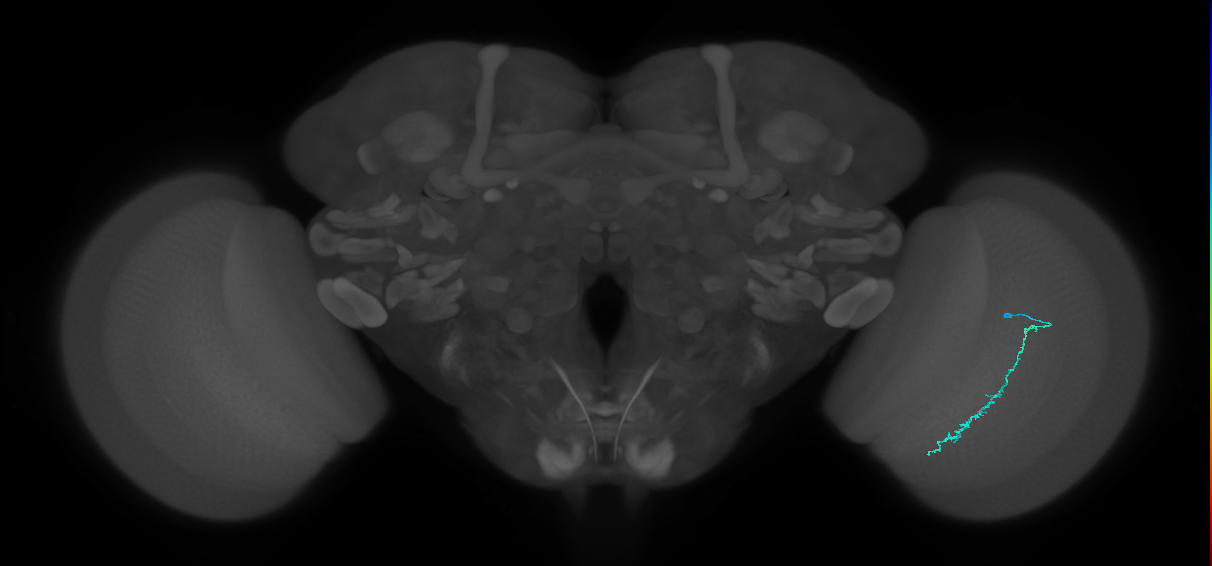 Dm3c_R (MaleCNS:138697)