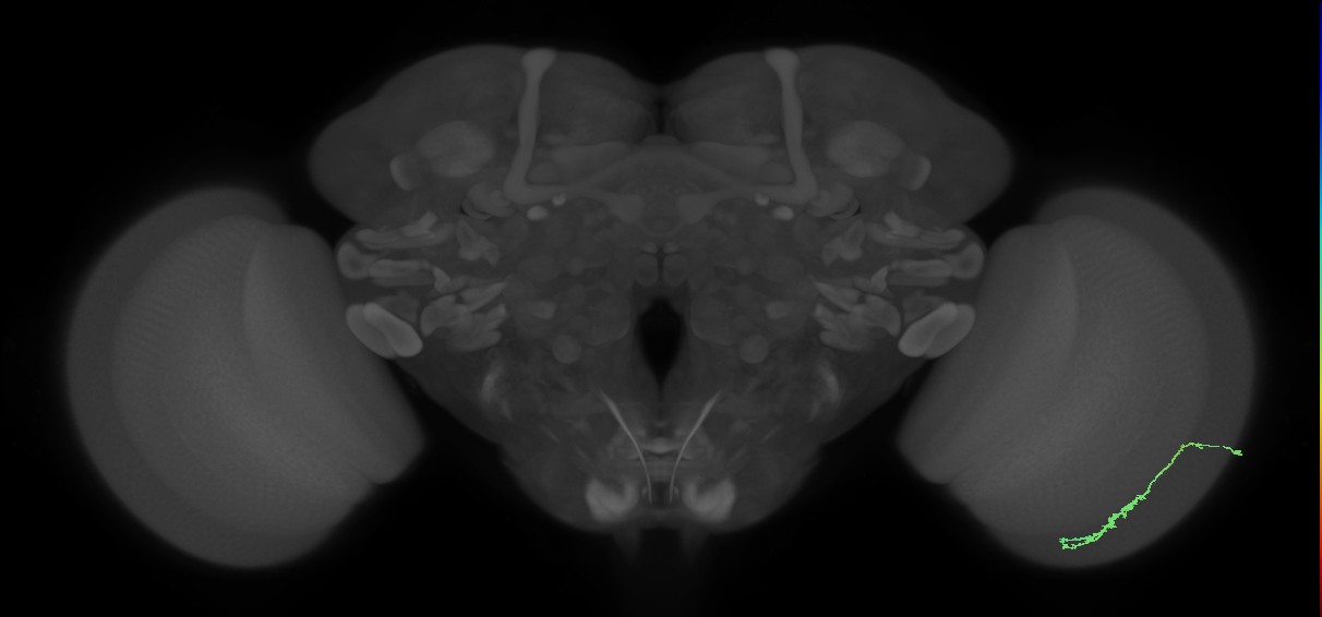 Dm3c_R (MaleCNS:114400)