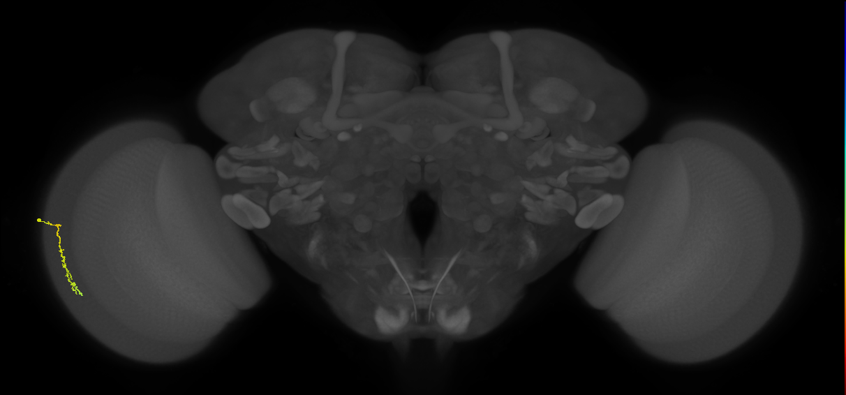 Dm3c_L (MaleCNS:31635)