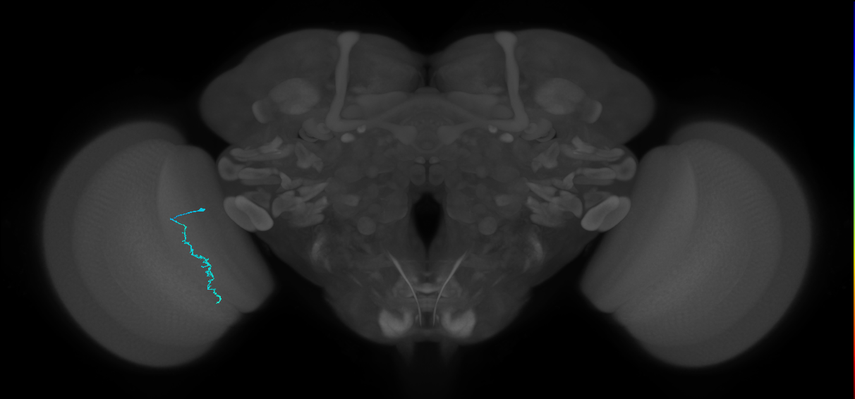 Dm3c_L (MaleCNS:201008)