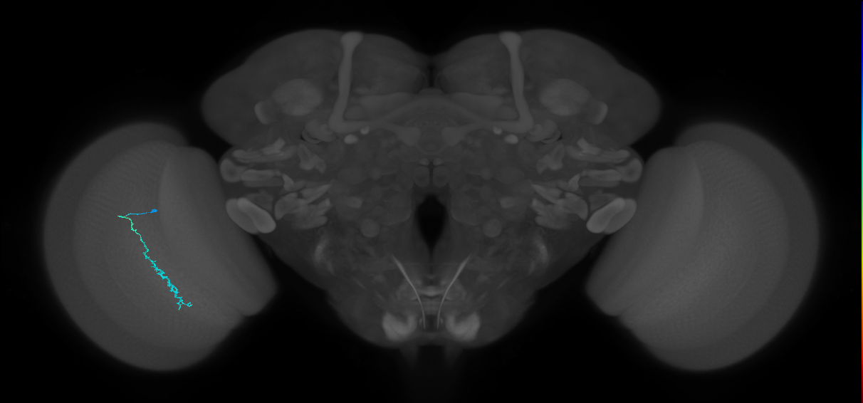 Dm3c_L (MaleCNS:136511)