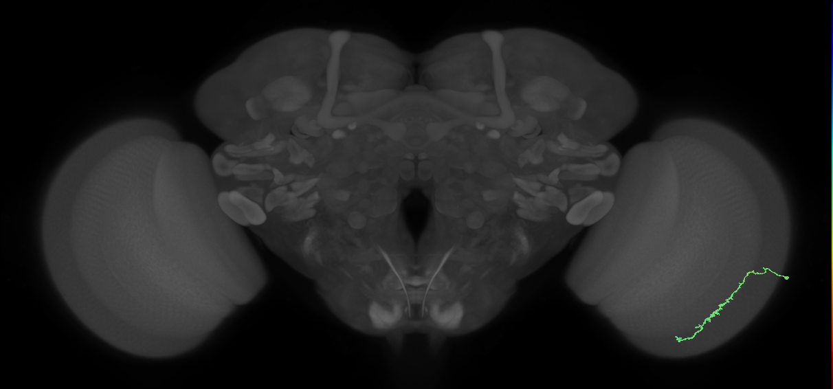 Dm3c_R (MaleCNS:119020)