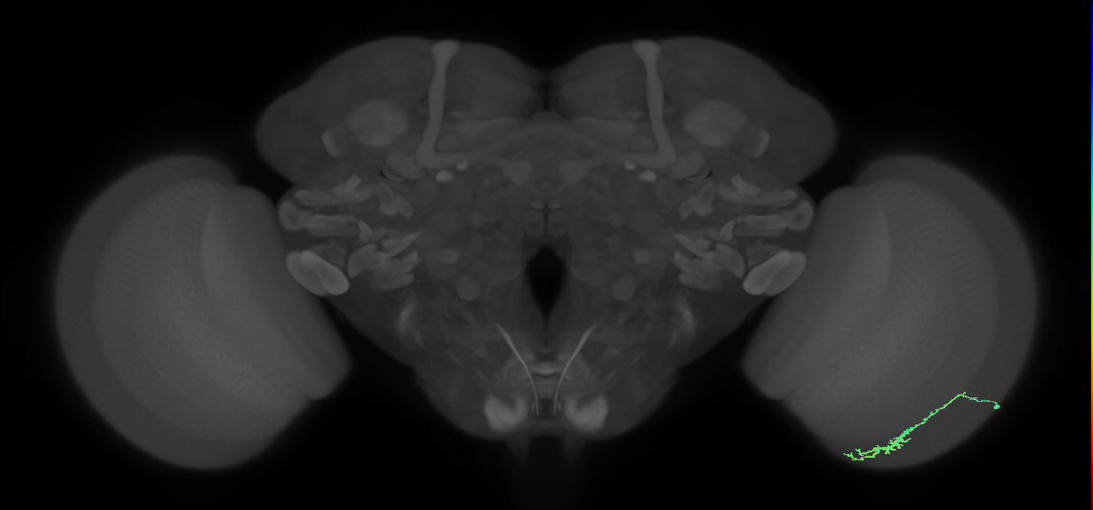 Dm3c_R (MaleCNS:121569)