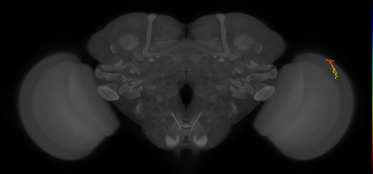 Dm3c_R (MaleCNS:136996)