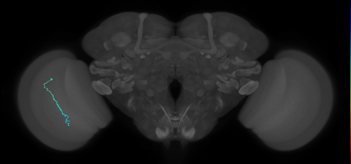 Dm3c_L (MaleCNS:176082)