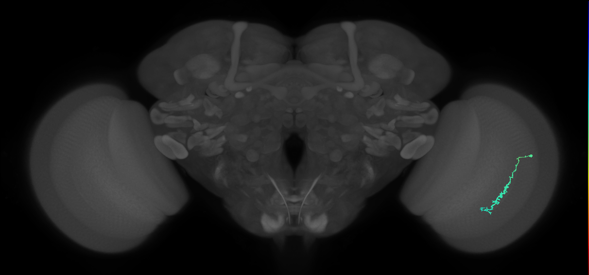 Dm3c_R (MaleCNS:111299)