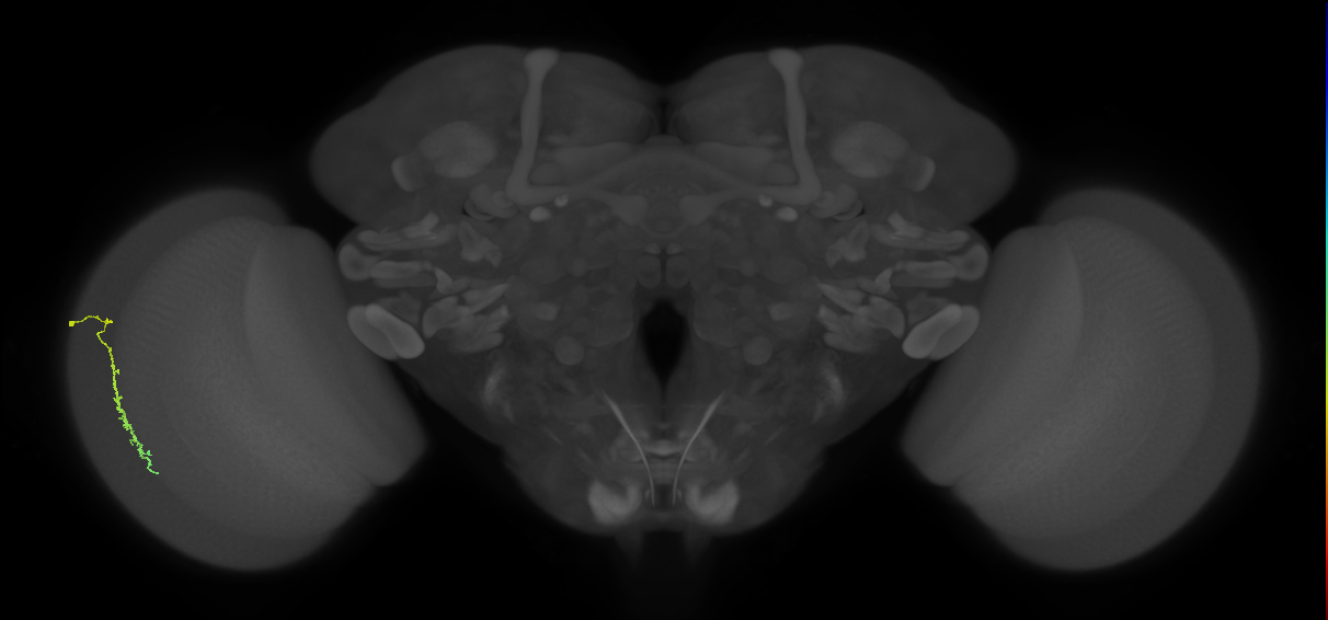 Dm3c_L (MaleCNS:129510)