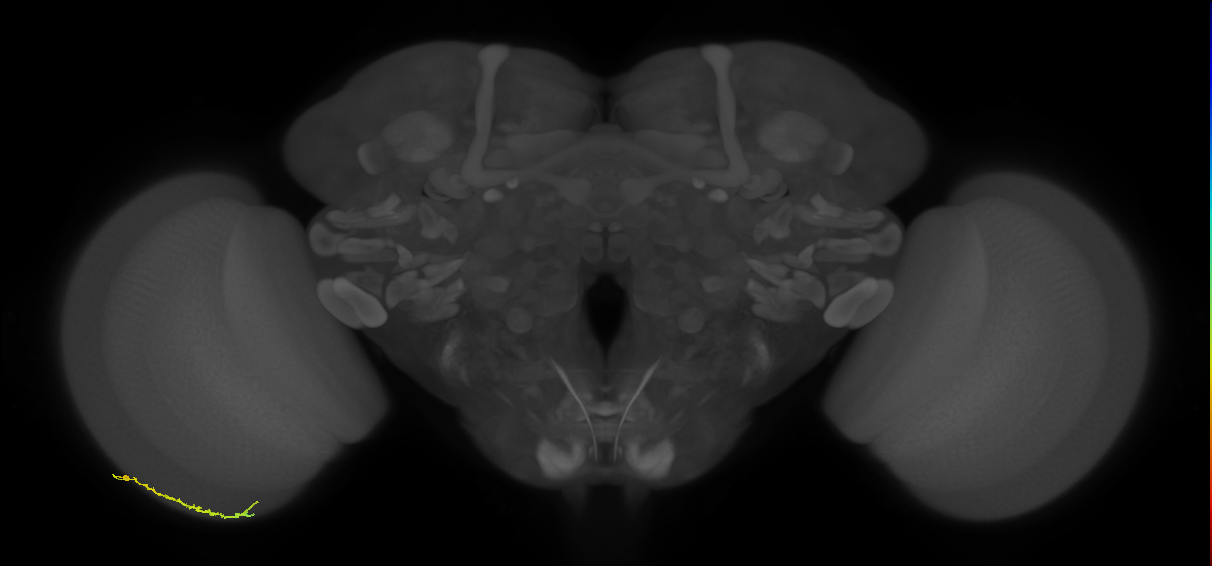 Dm3c_L (MaleCNS:175972)