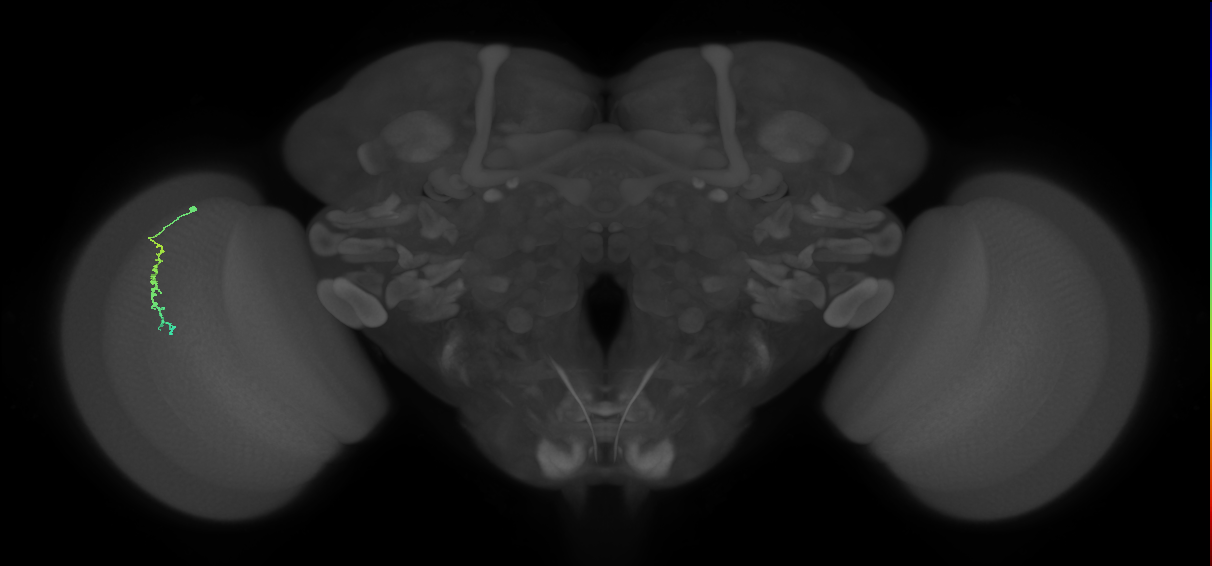 Dm3c_L (MaleCNS:514305)